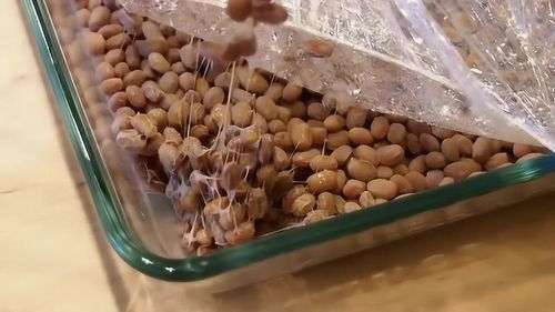 日本纳豆看起来像鼻涕一样你敢吃吗