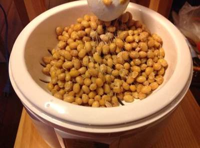 纳豆是黄豆吗