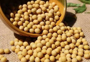 高压锅煮豆子不破皮，轻松制作完美纳豆